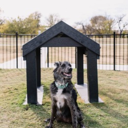 pet friendly dog park