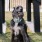 a dog sitting on grass