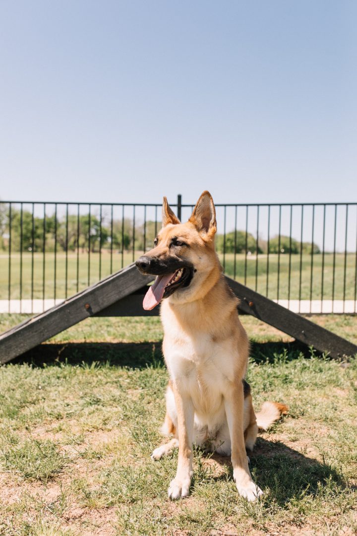 photo of a german shepherd dog in willow park, tx at The Gates at Meadow Place