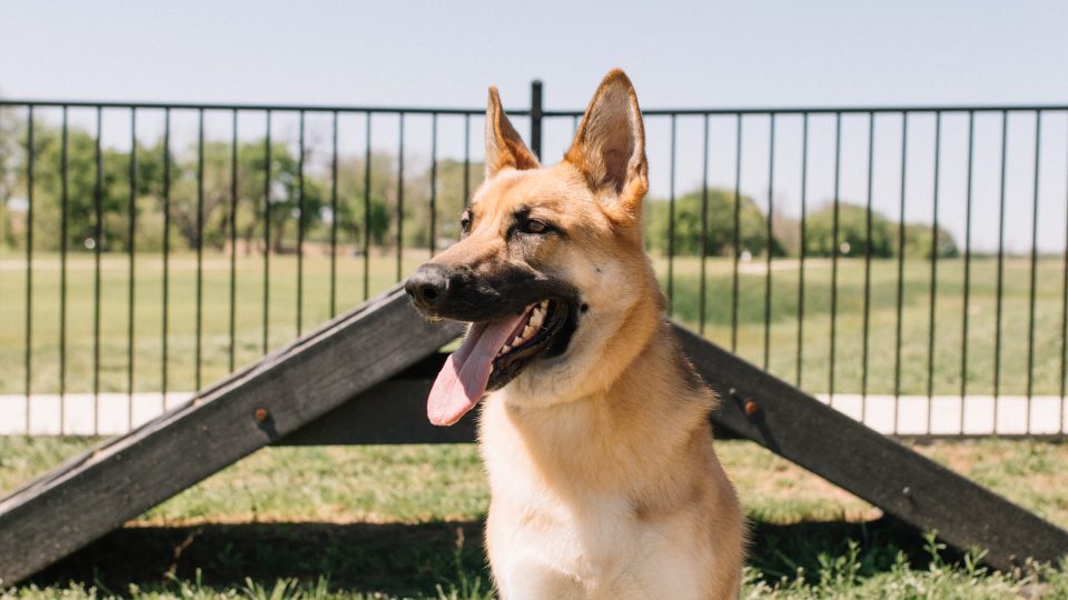 photo of a german shepherd dog in willow park, tx at The Gates at Meadow Place